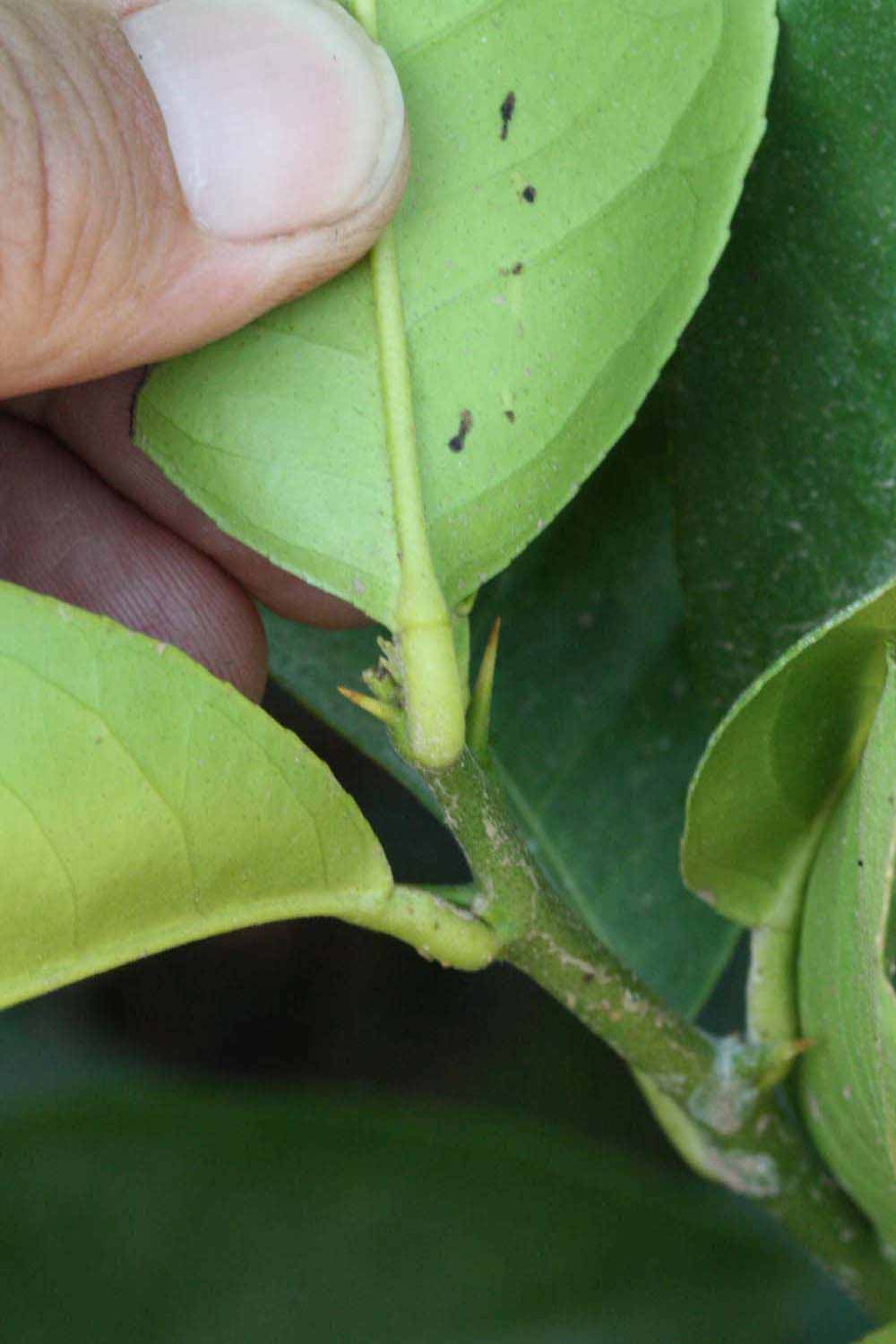              Petiole (Riverside, CA)       